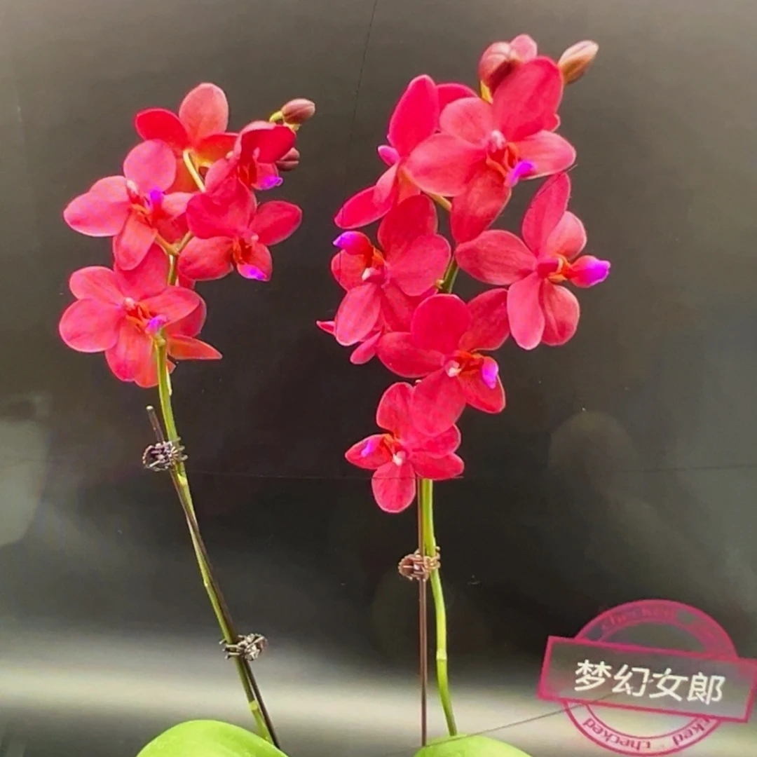 当前无花栽培后可以开花梦幻女郎新苗不大凑单发货