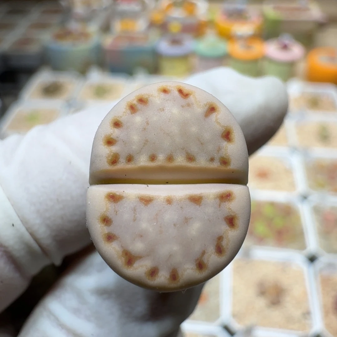 梦*0213-65饼干编号24