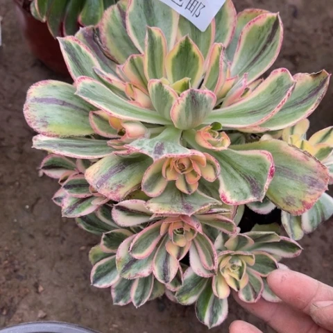 青花瓷多肉多肉5576