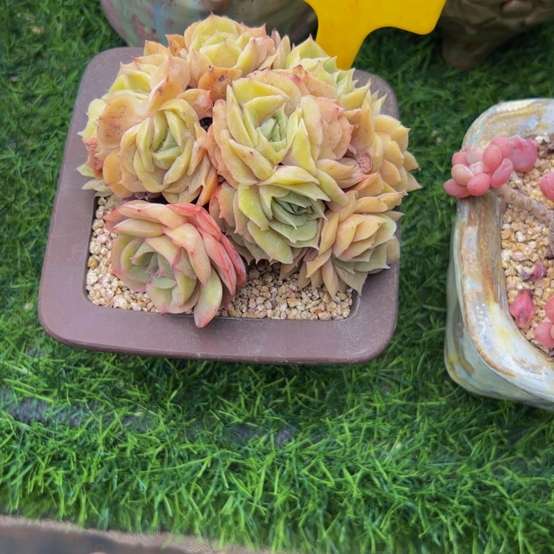 喜***狼石化昂斯诺小老桩多肉