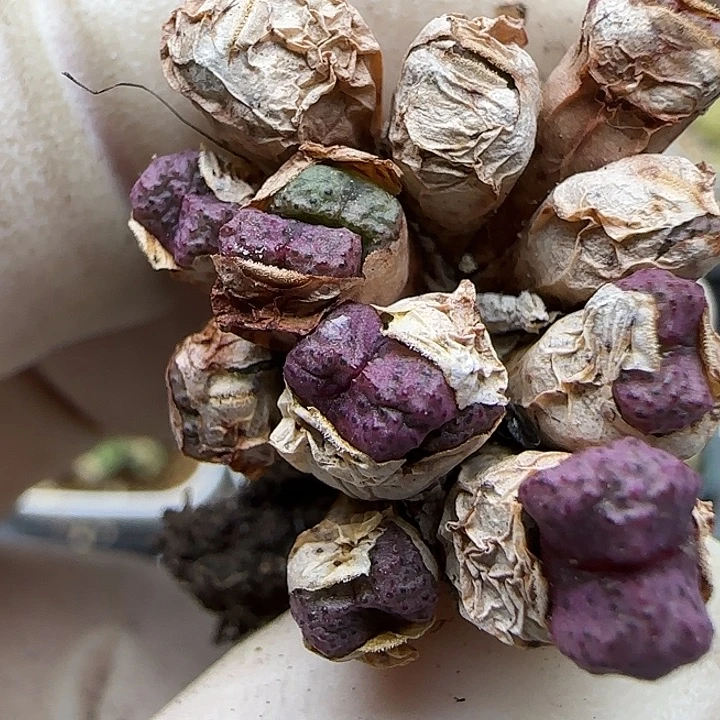 148杂交福利福利福利