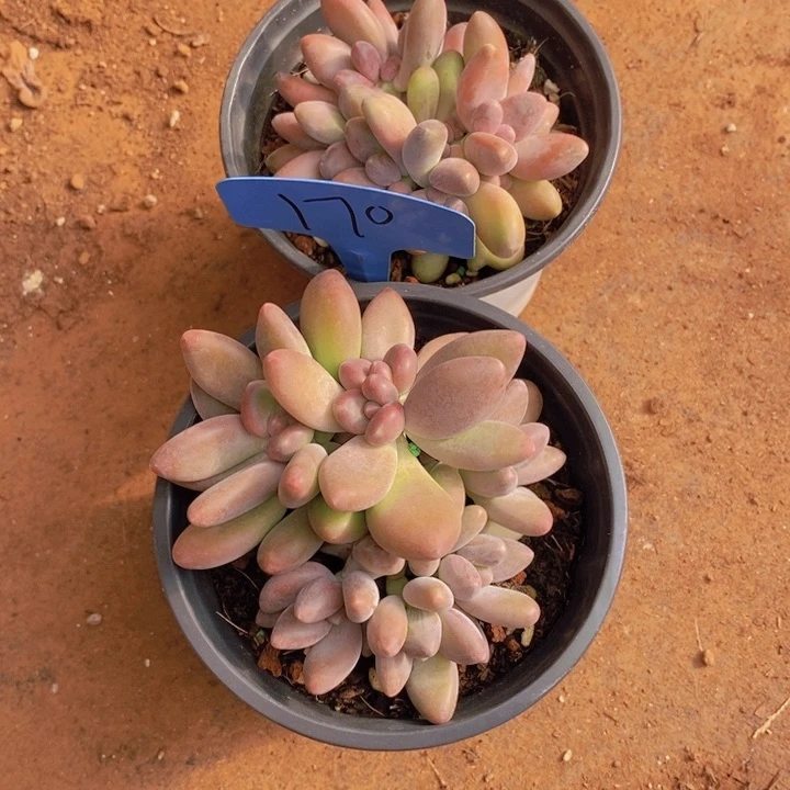 妍*在家里面吃饭的吗