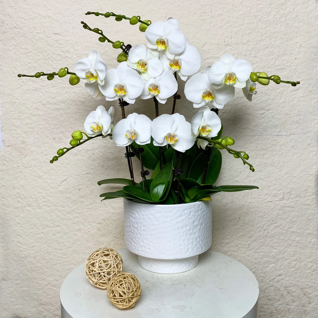 【剑桥】欧洲大花型蝴蝶兰  白色系轻奢高级感家居摆放花卉