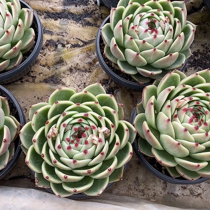 单头蓝龙可挑可选