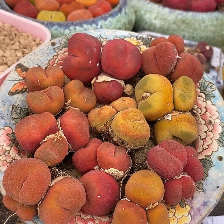 23554三头群生一颗