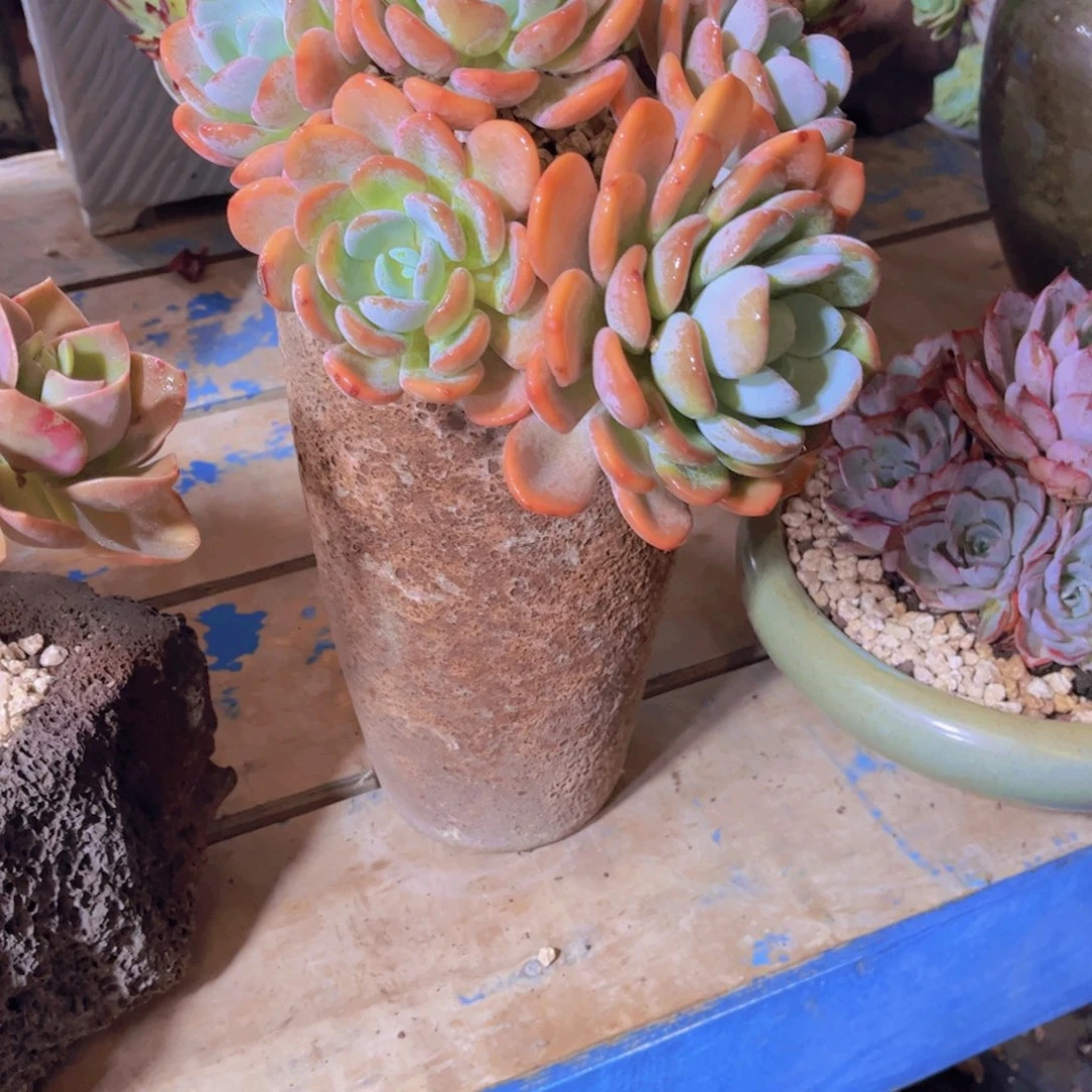 喵**喵多肉植物保护