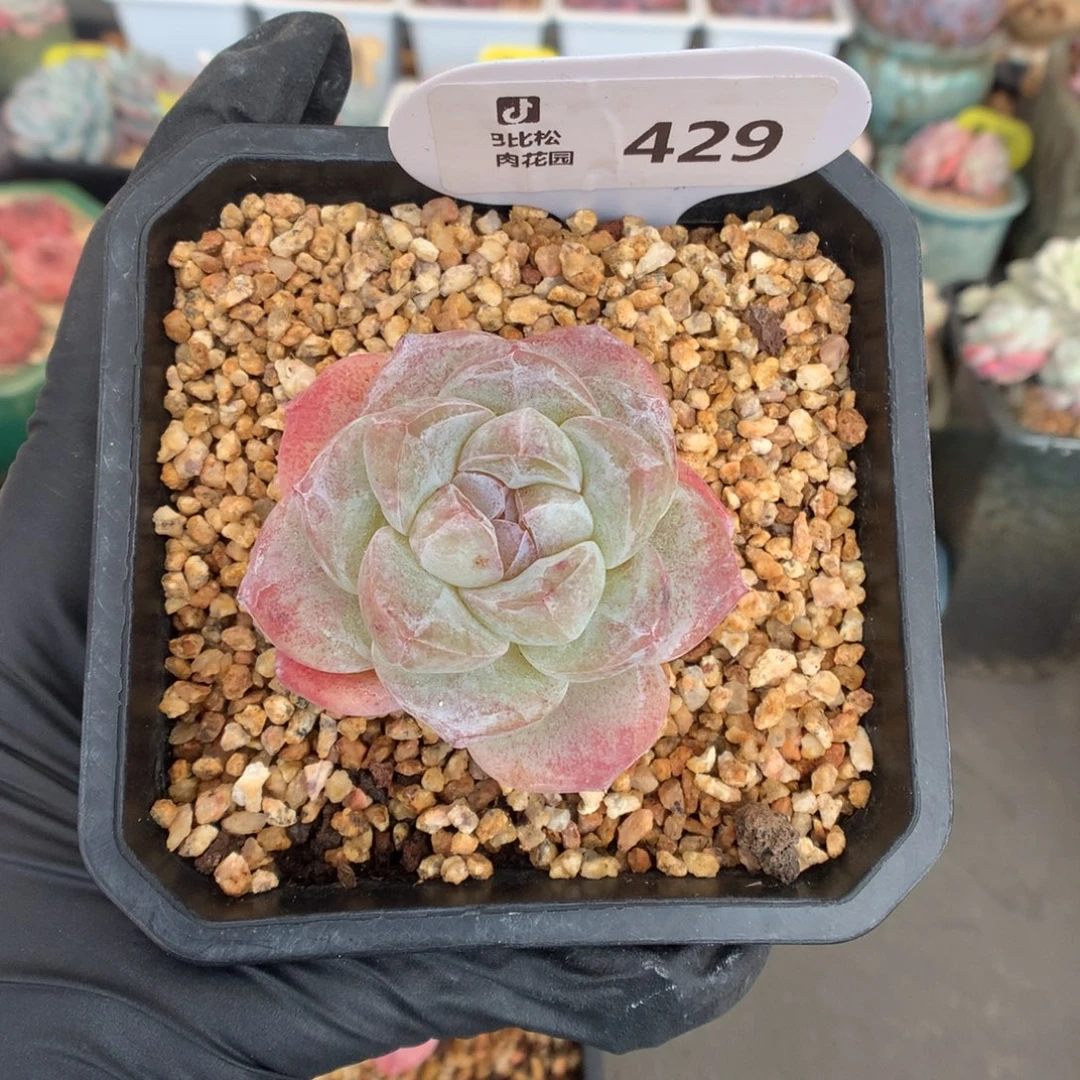 429 冰玉石化多肉多肉