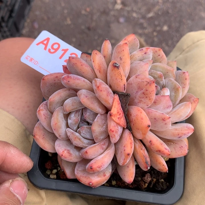 912 满28包邮脱土发货