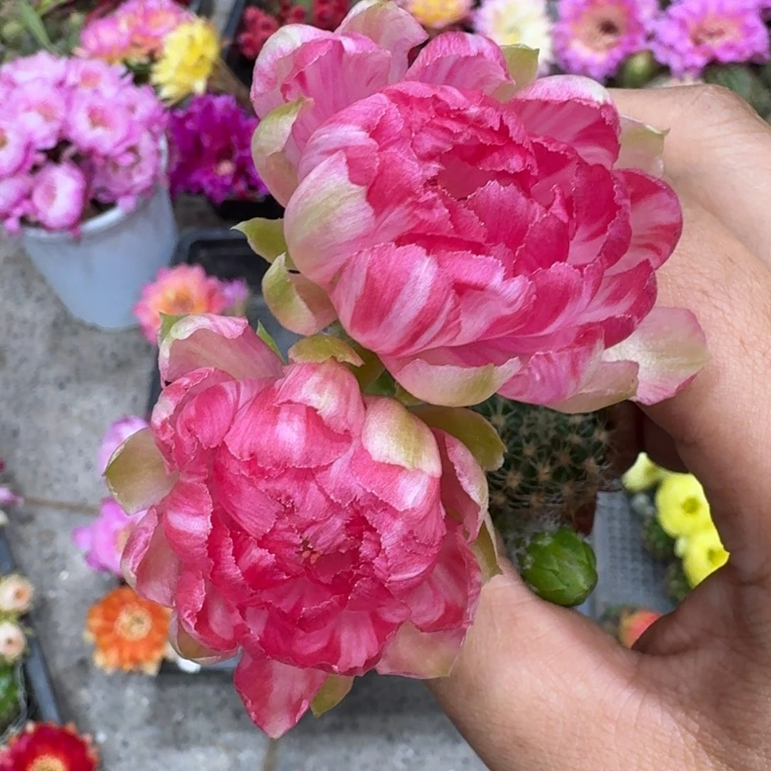344丽花仙子歪3公分左右无根侧牙,20包邮