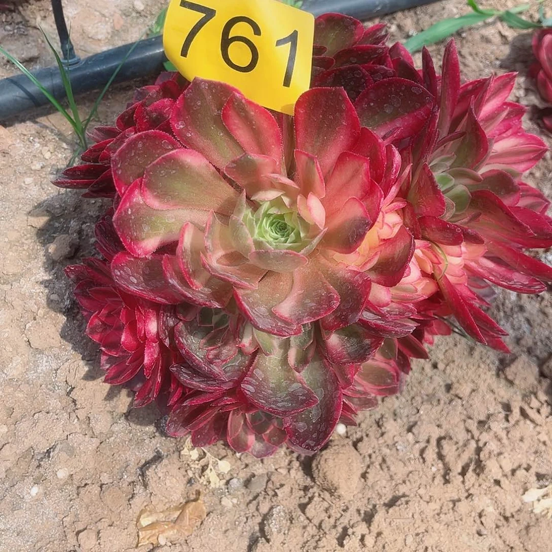 761黑魔锦多肉植物