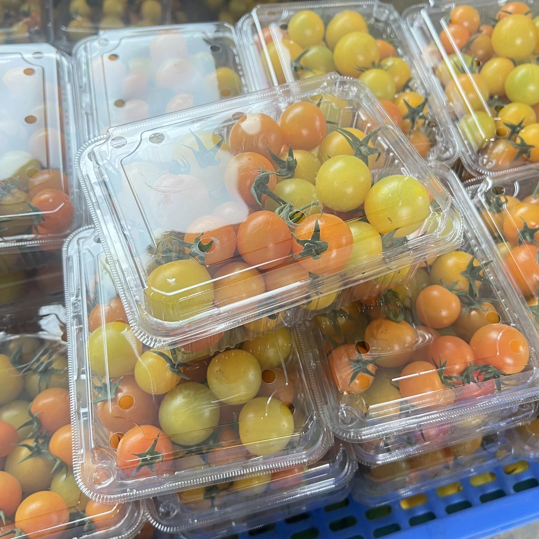 【泡沫箱】广西农家多彩小番茄多汁多彩营养丰富