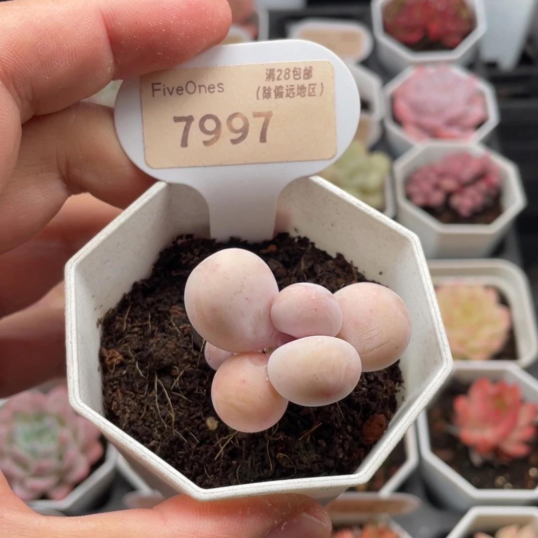 橙雪球奶酪7997脱土发