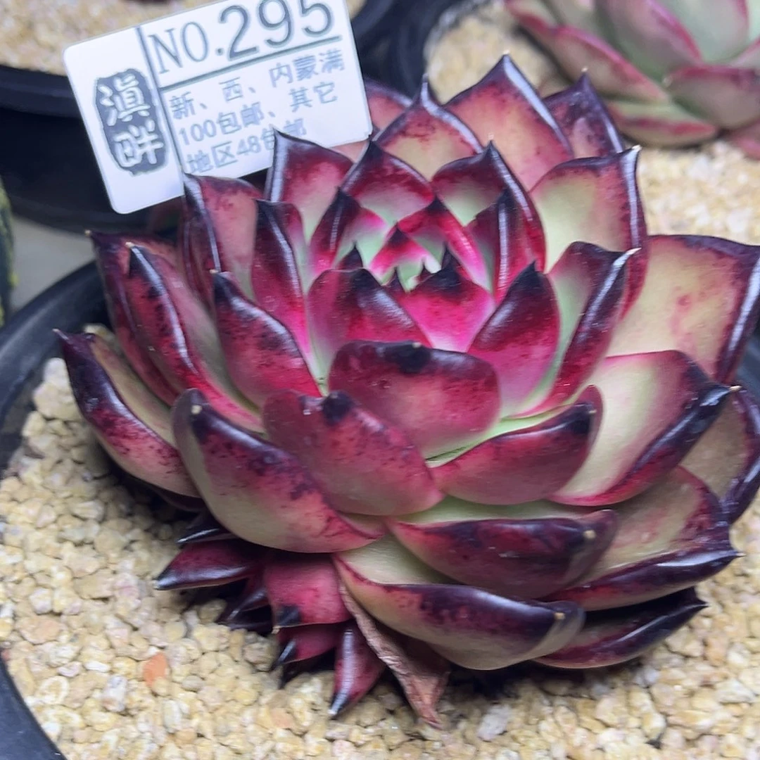 295………………………………冬云