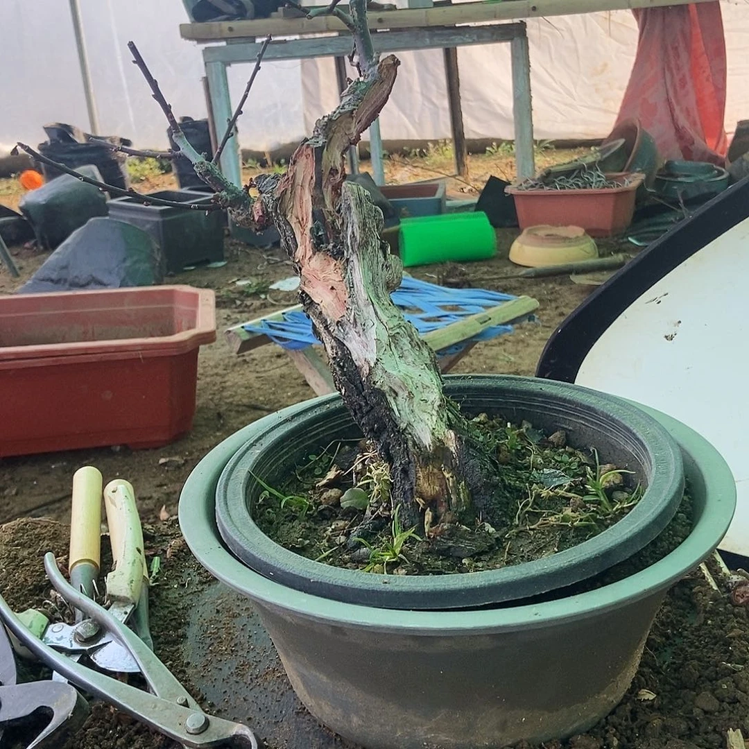 蓦***首全部花苞野梅嫁接乌梅