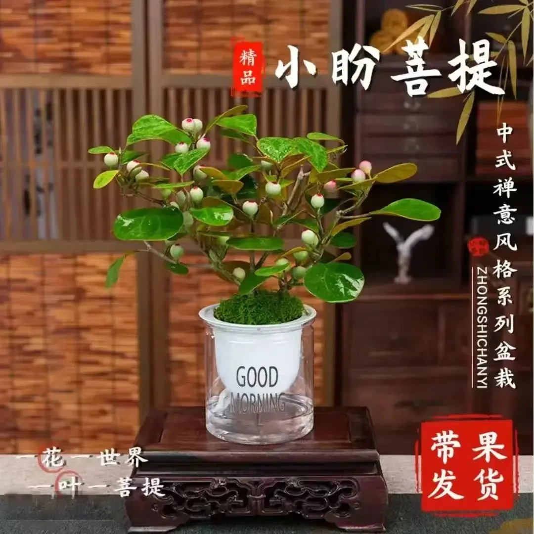 【带多果实小盼菩提盆栽】精品禅意发财树植物室内盆栽客厅摆件好养