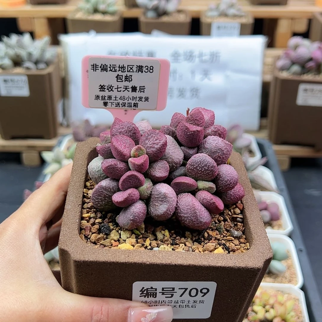 吴****5709夏娃多肉植物