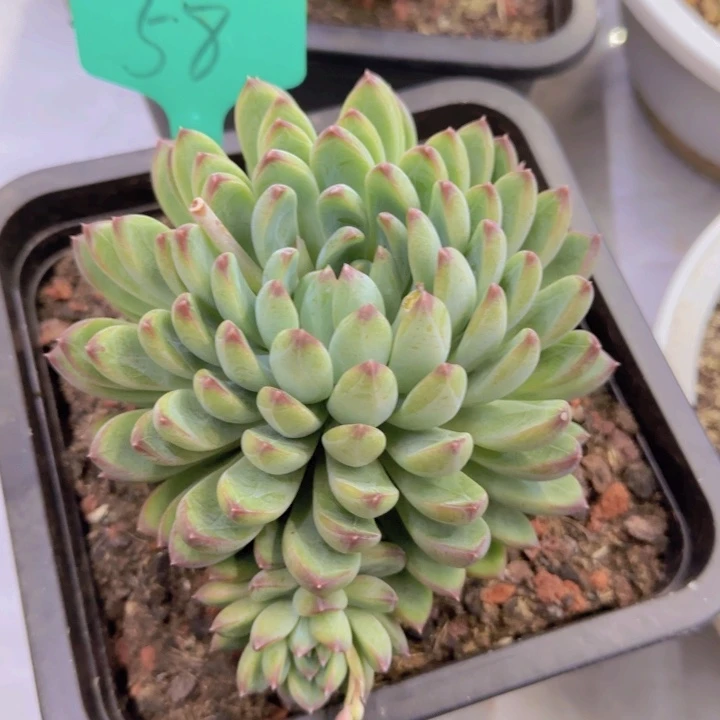 龙*58多肉植物一物一拍