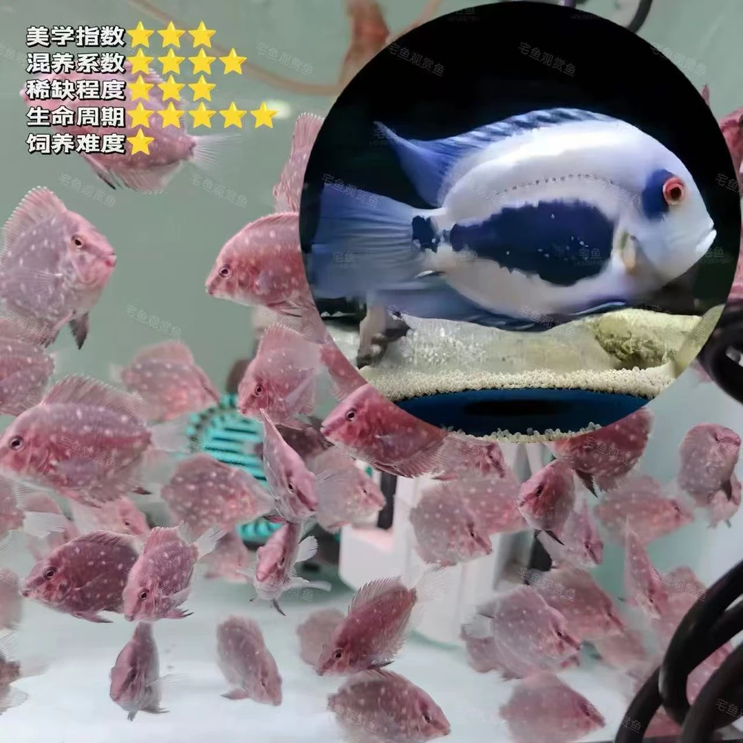 观赏鱼 黑云 2公分左右