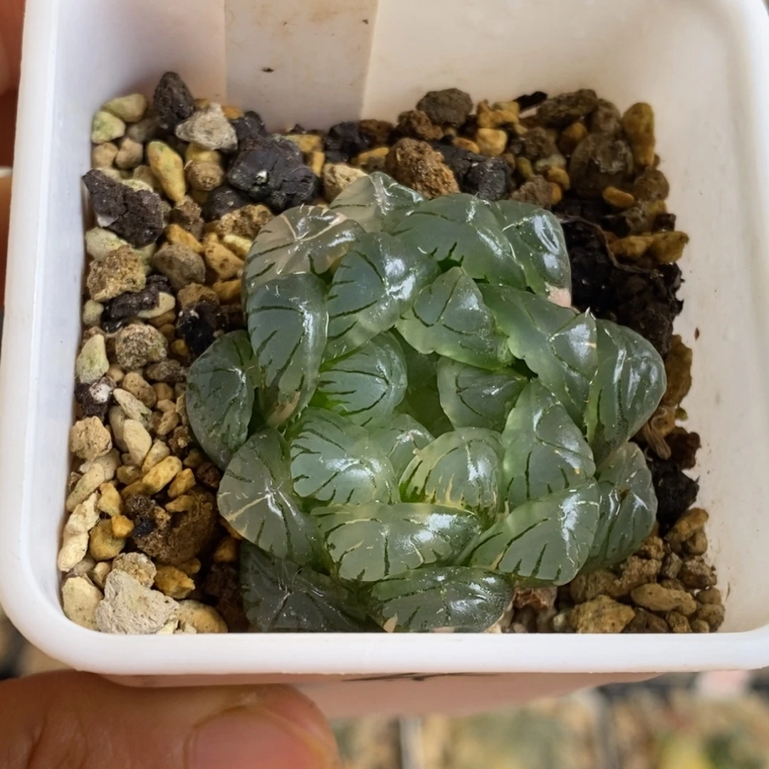 37号实生玉露锦湖水