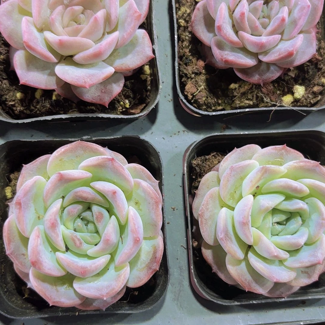 精品慕白多肉植物
