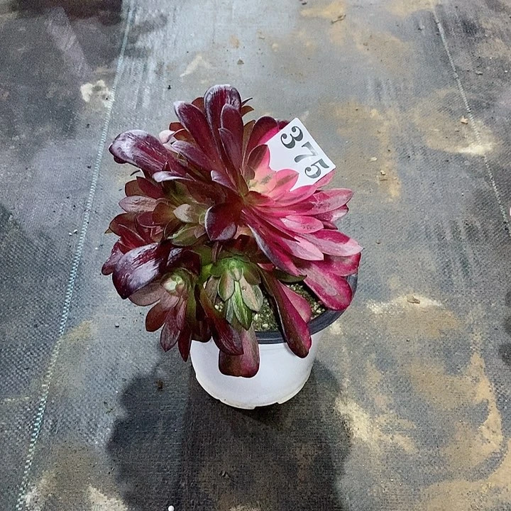 剁**乐美杜莎花娜375多肉法师植物