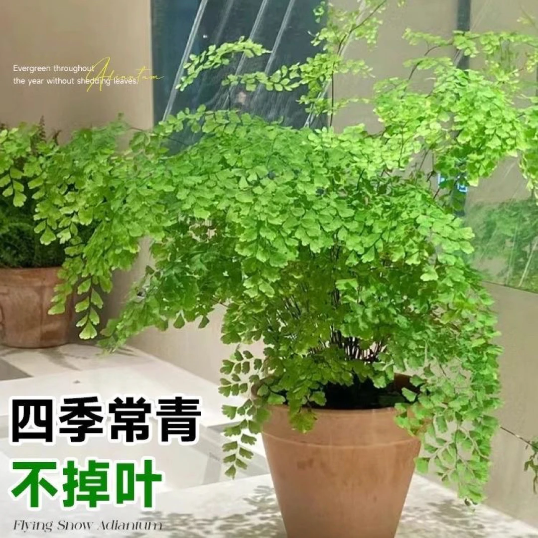 铁线蕨盆栽多年生常绿草本耐阴水培吸甲醛室内观叶绿植