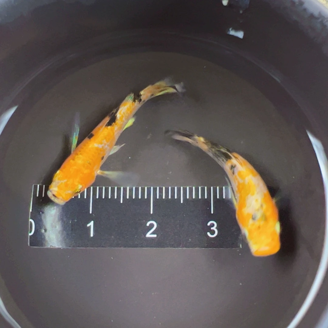 青鳉鱼玛丽鱼一对