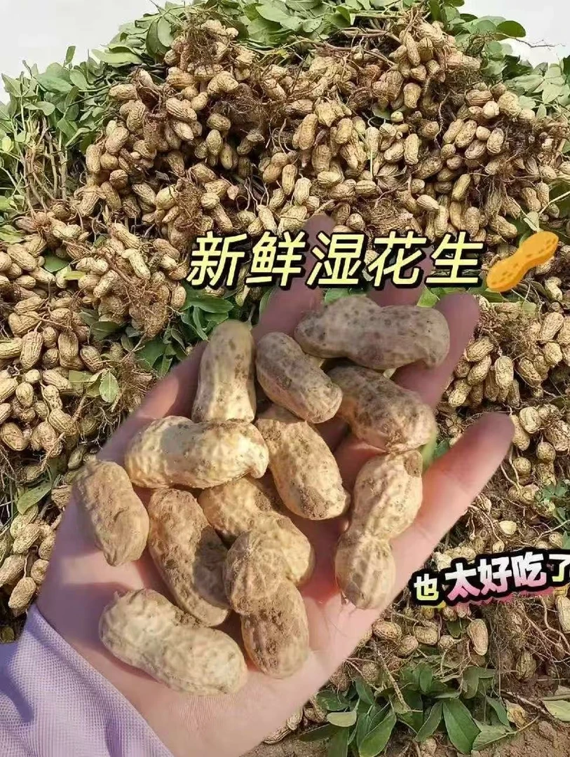 农家自种新鲜带壳湿花生现挖现发可水煮生吃