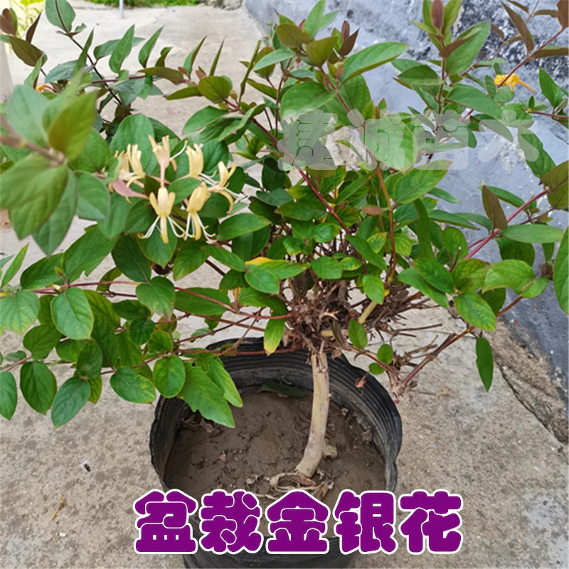 【拍一发二】四季多彩金银花苗盆栽地栽耐热耐寒