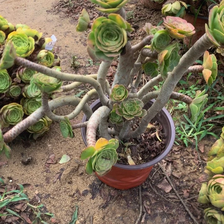 421原始绿多肉植物