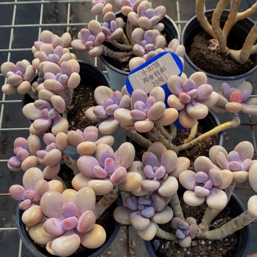 20-精品母本老桩桃蛋多头群一个