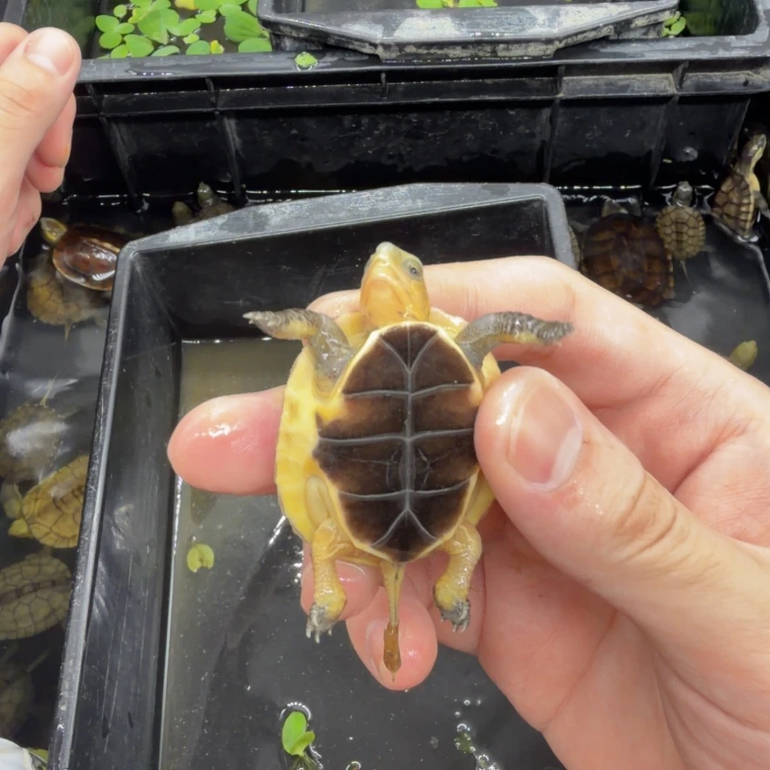 不分公母宠物龟缘