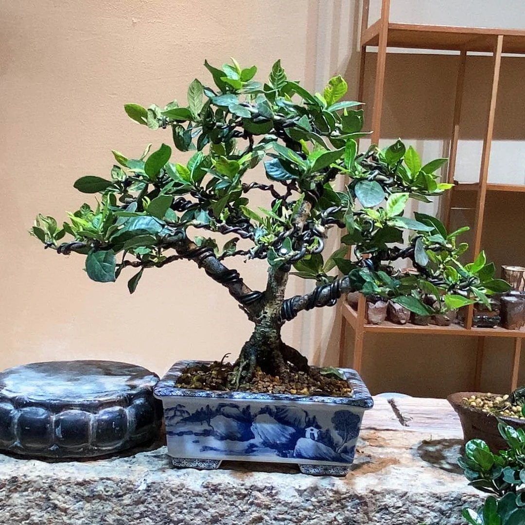 无花朵无*栀子花