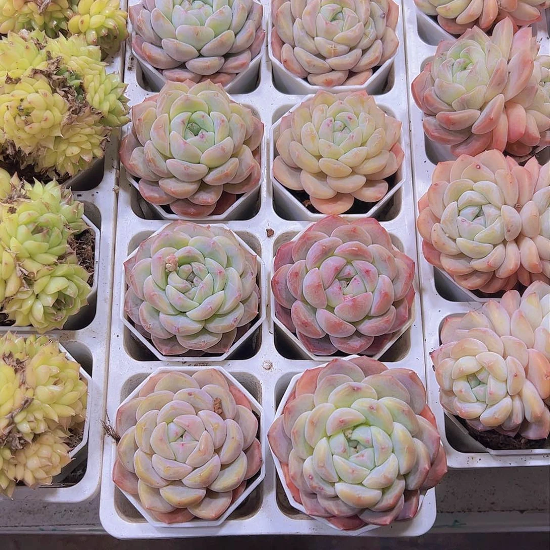 单头冰玉杂19包邮多肉