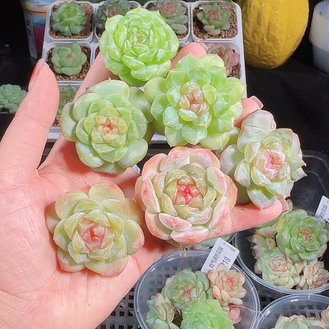 1007---220一物一拍