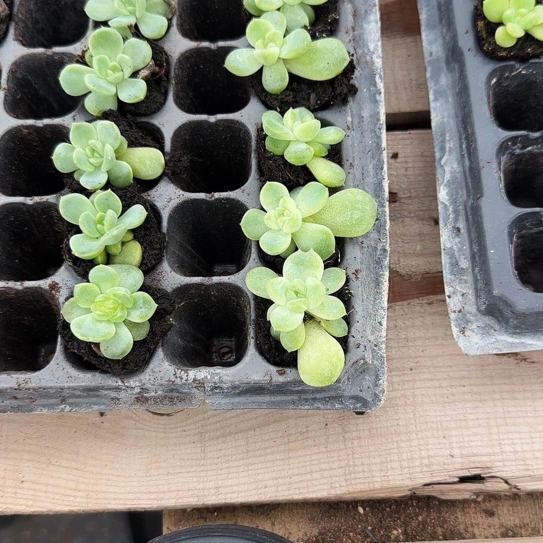 钻石珍妮4号中苗穴一个满25包邮