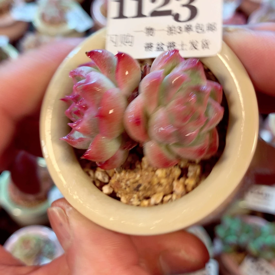 9厘米盆精控多肉1123