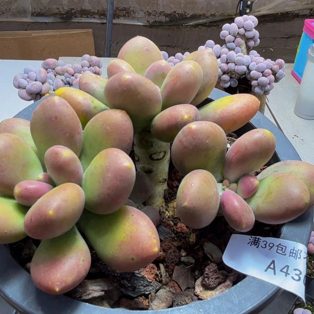 430/9cm芒果奶多肉