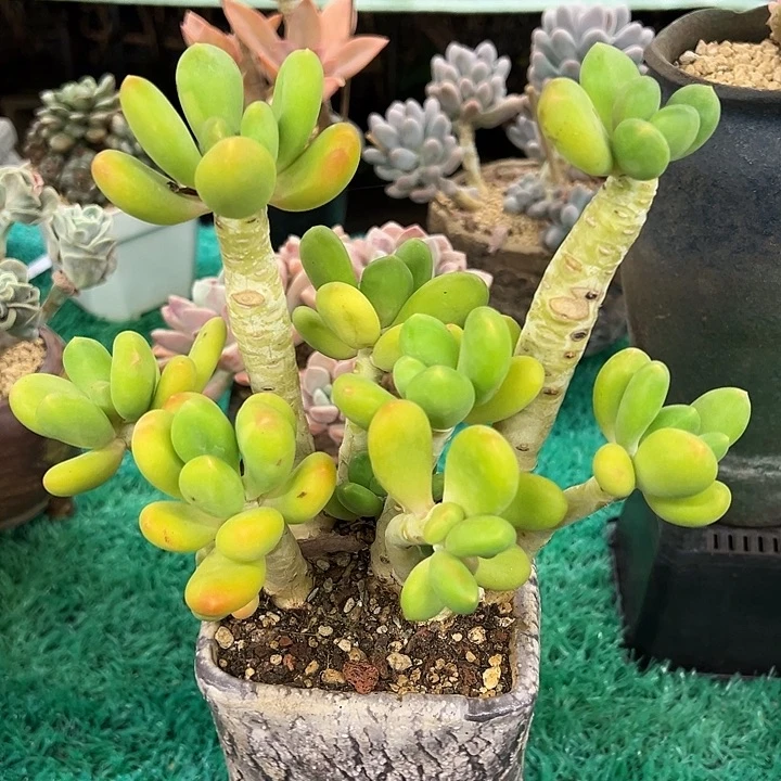 芒果奶，，，，，，，，，，，，，