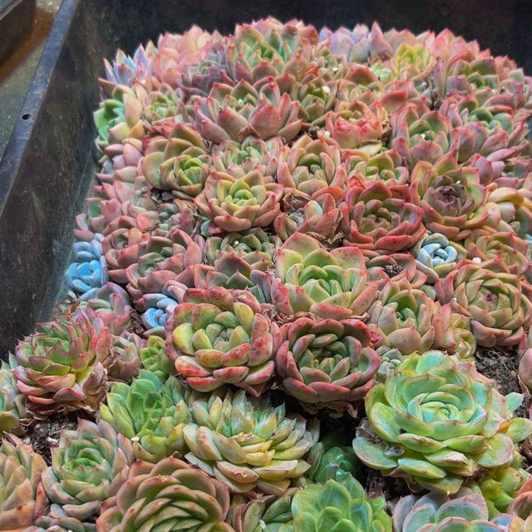 116许昌v并不那么男男女女