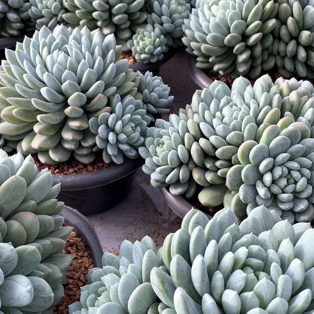 百搭翡翠精控群23厘米可挑