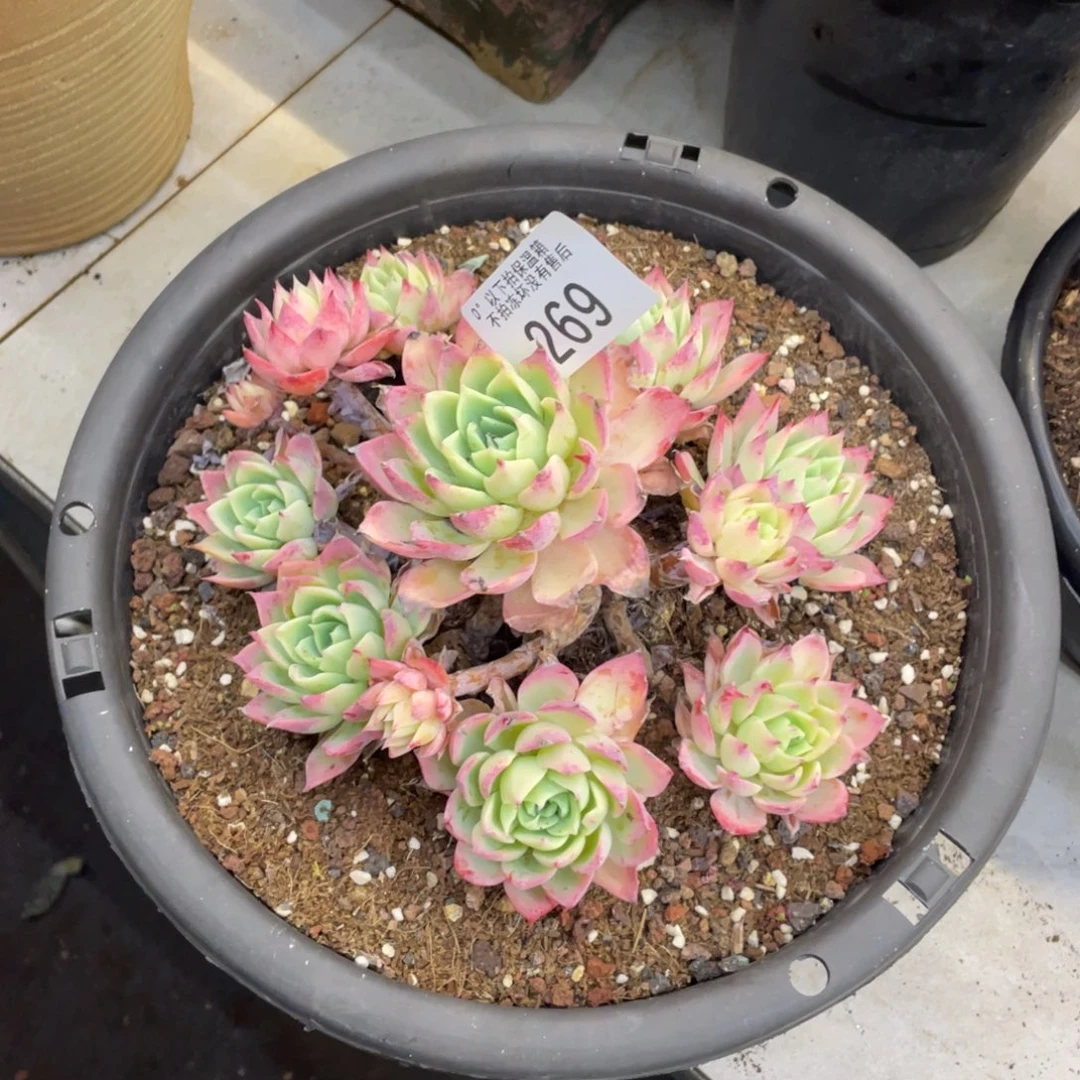 黑大帅多肉269三色堇