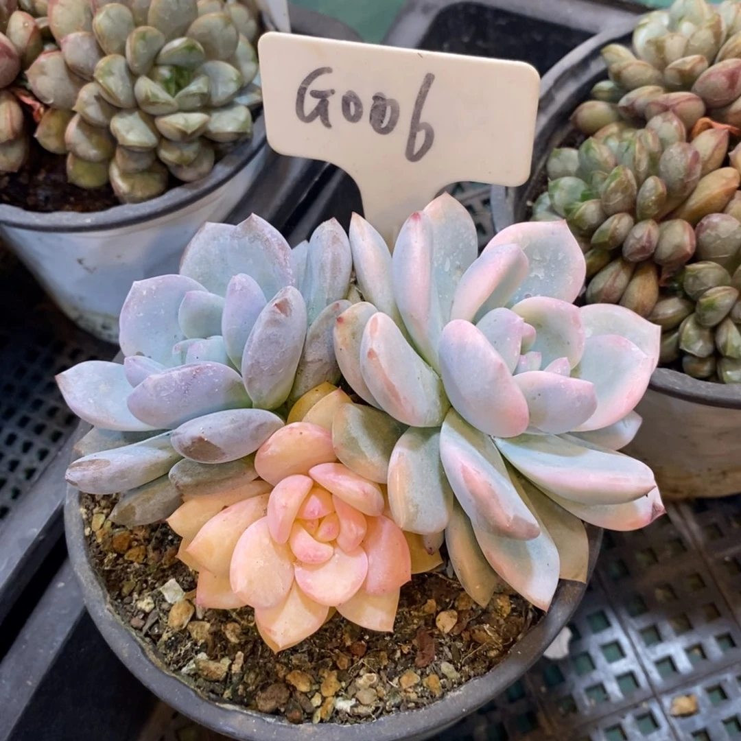 橙子锦，464646646494