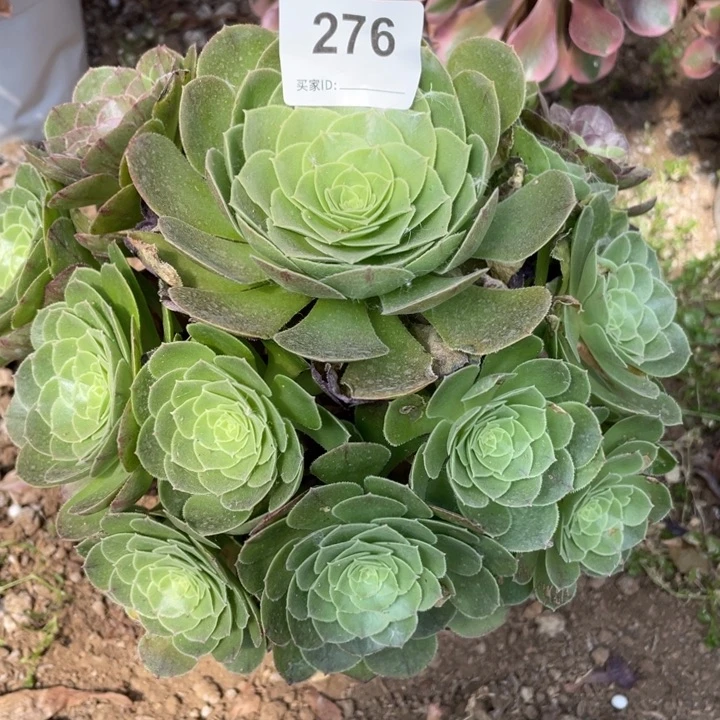 276是多肉植物圣罗兰