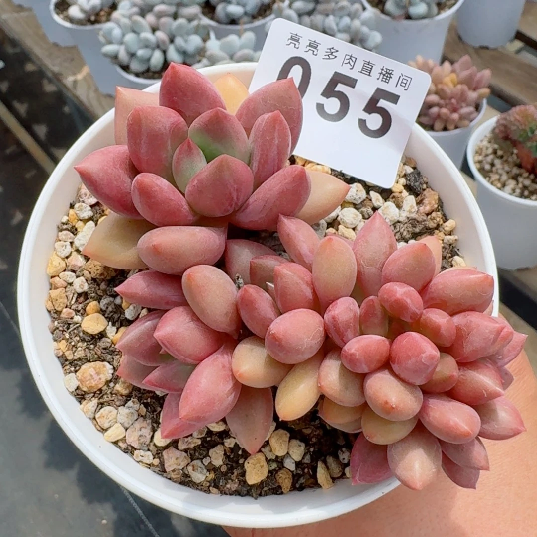 桃花源缀化            精美多肉植物