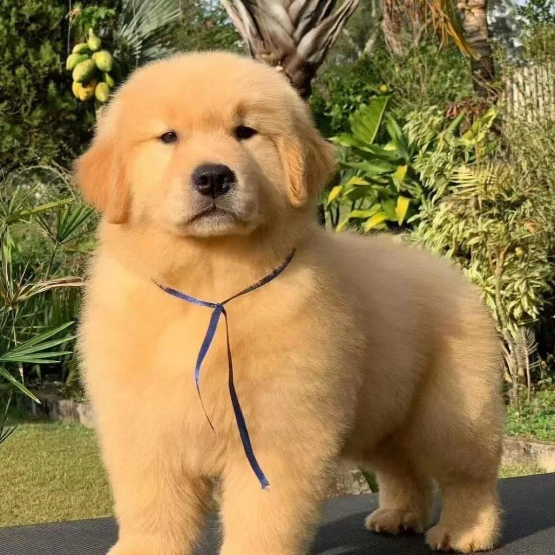 航航家的双血金毛