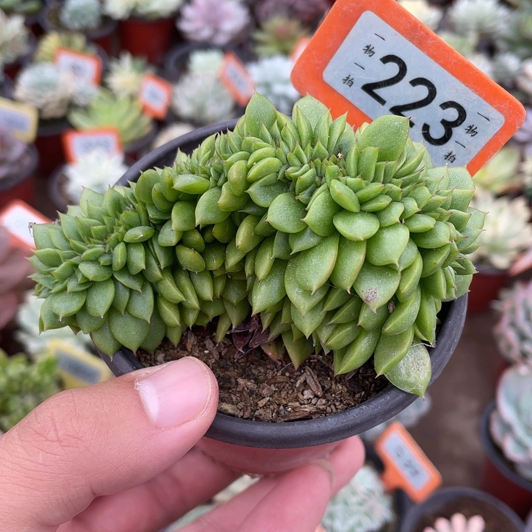 东云缀223号多肉植物