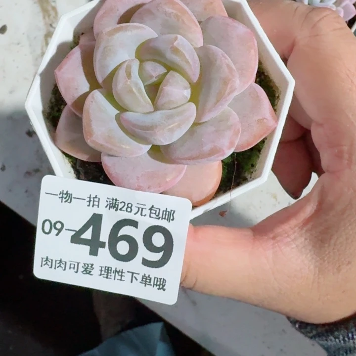 奶芙无盆土发货无盆土无