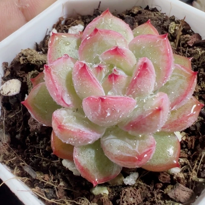 雪花珍妮精品多肉