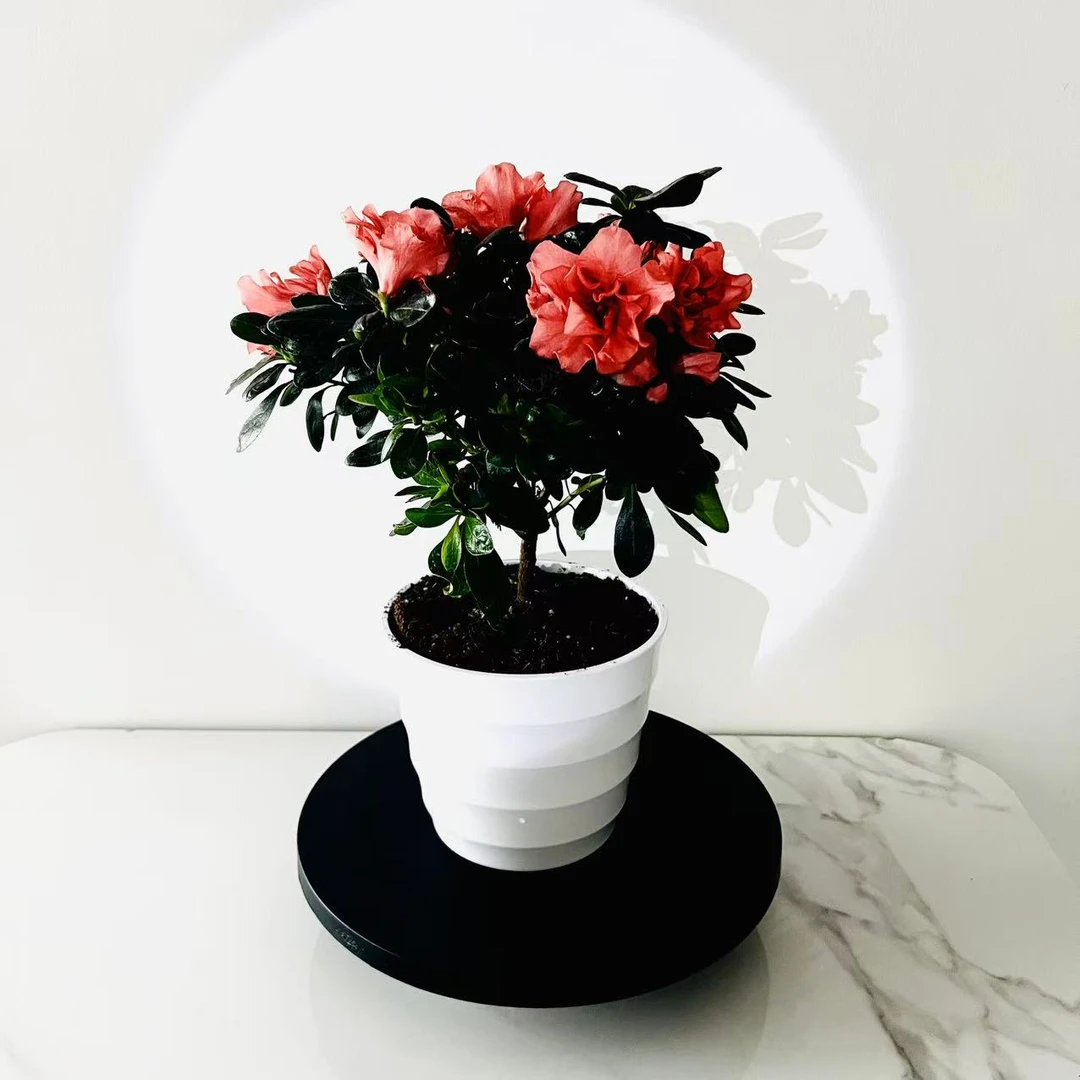 四季樱桃红杜鹃花苗花开不断耐寒耐旱好养活常绿庭院盆栽工程花卉